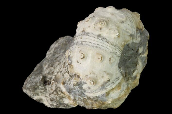 Jurassic Sea Urchin (Plegiocidaris) Fossil - Germany #147146
